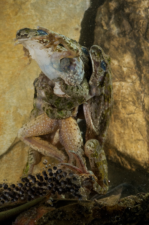 Pelodytes punctatus, Pelodite punteggiato, Common Parsley Frog, Sapillo moteado común